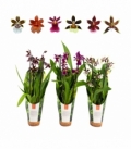OrchideeÃ«n