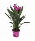 Curcuma