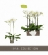 Phalaenopsis