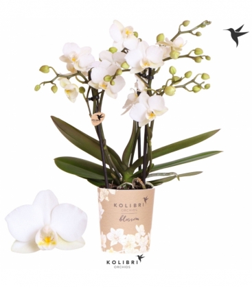 Phalaenopsis
