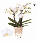 Phalaenopsis