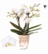 Phalaenopsis
