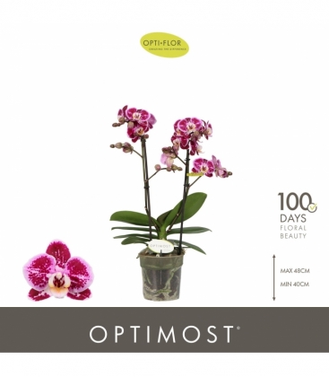 Phalaenopsis