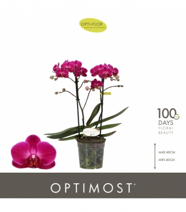 Phalaenopsis