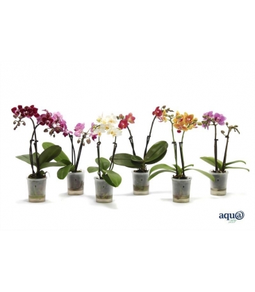Phalaenopsis