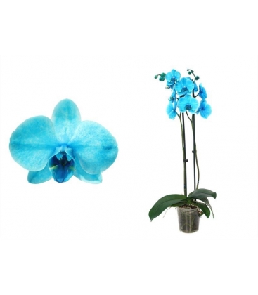 Phalaenopsis