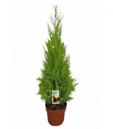 Cupressus