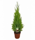 Cupressus