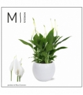 Spathiphyllum
