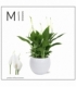 Spathiphyllum