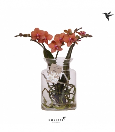 Phalaenopsis