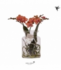 Phalaenopsis