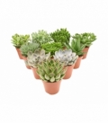 succulents