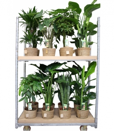Indoor
