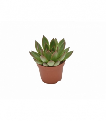 Echeveria