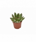 Echeveria