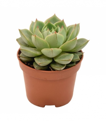 Echeveria