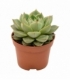 Echeveria