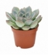 Echeveria
