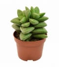 Crassula