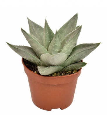 Haworthia