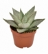 Haworthia