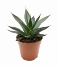 Agave