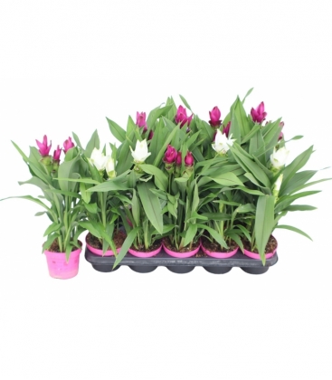 Curcuma