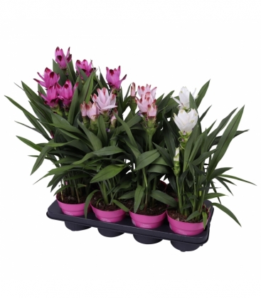 Curcuma
