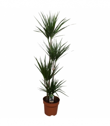 Dracaena