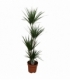 Dracaena