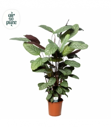 Ctenanthe
