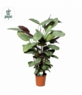 Ctenanthe