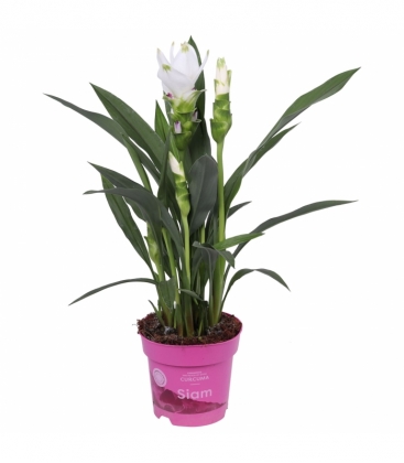 Curcuma
