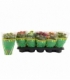 Kalanchoe