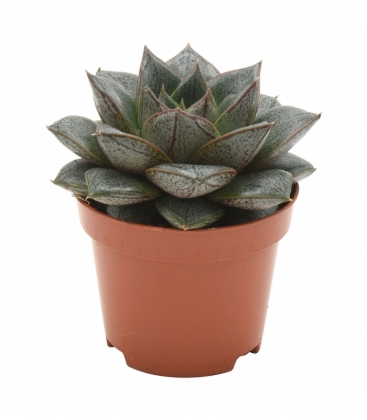 Echeveria