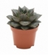 Echeveria