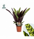 Calathea