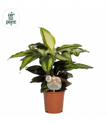 Calathea