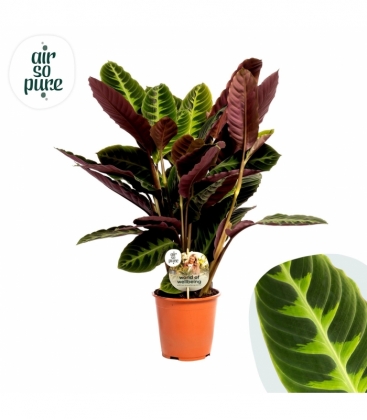Calathea