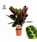 Calathea