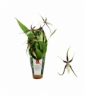 Brassia