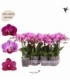 Phalaenopsis