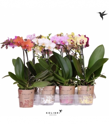 Phalaenopsis