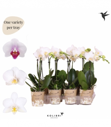 Phalaenopsis