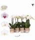 Phalaenopsis