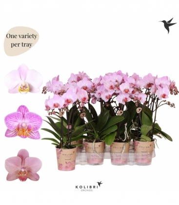 Phalaenopsis