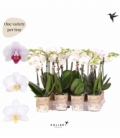 Phalaenopsis