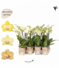 Phalaenopsis