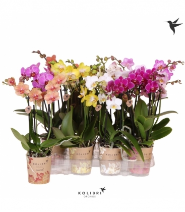 Phalaenopsis